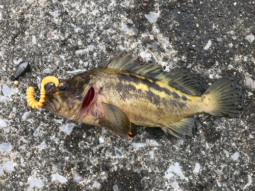 シマソイの釣果