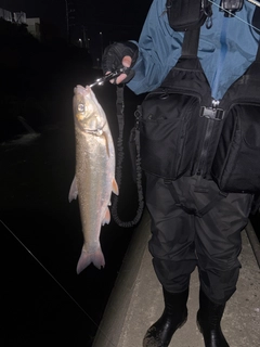 ウグイの釣果
