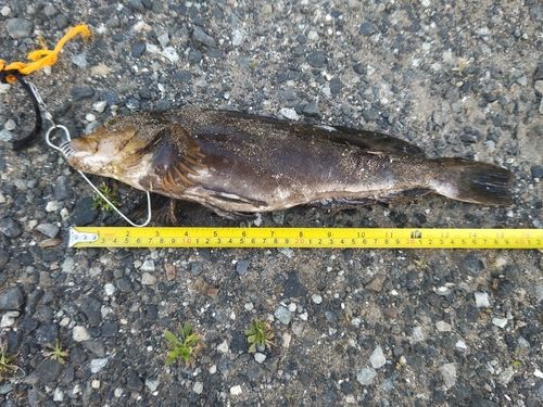 アイナメの釣果