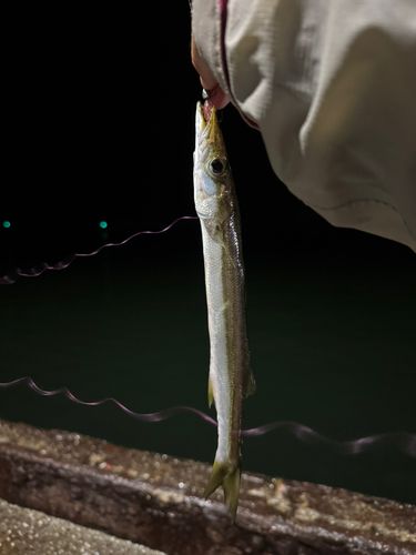 カマスの釣果