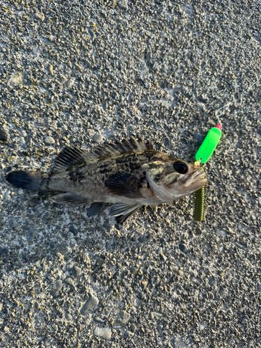 クロソイの釣果