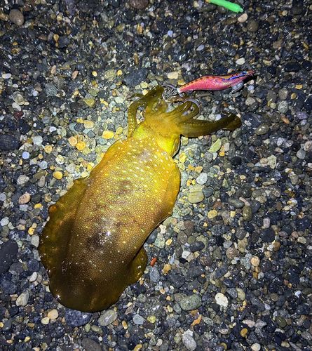 アオリイカの釣果