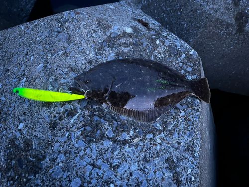 ヒラメの釣果