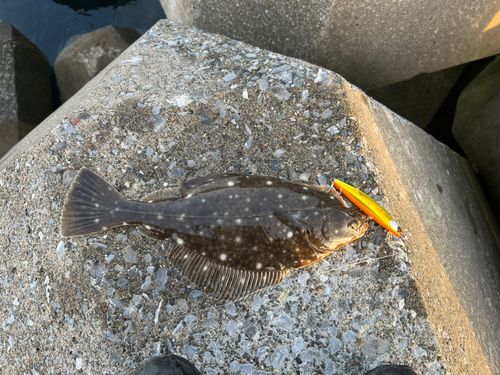 イシガレイの釣果
