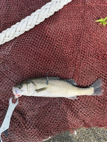セイゴ（マルスズキ）の釣果