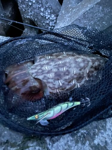 カミナリイカの釣果