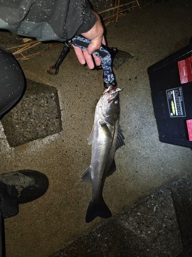 スズキの釣果