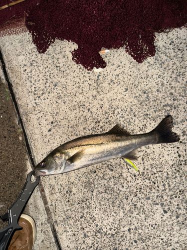 セイゴ（マルスズキ）の釣果
