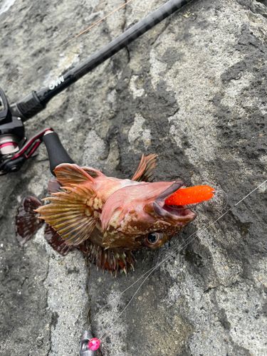 カサゴの釣果