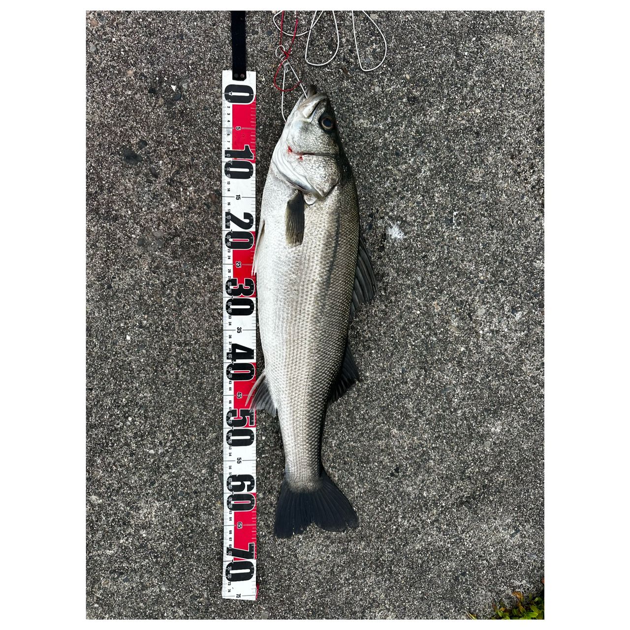 DAIWA 23ドラッガー X 100Mの最安値・インプレ・釣果 | 本音の口コミが