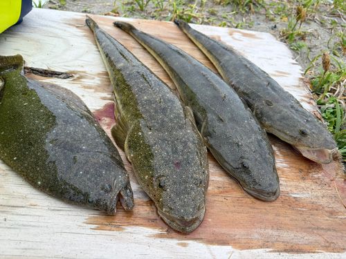 マゴチの釣果
