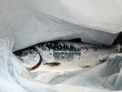 サクラマスの釣果