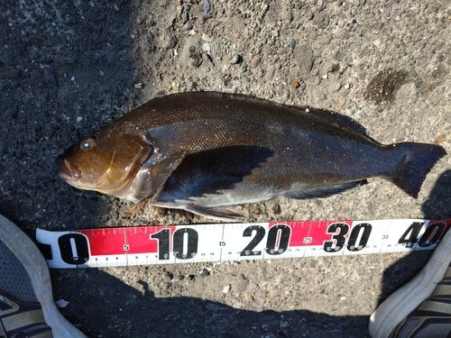 アイナメの釣果