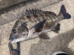 クロダイの釣果