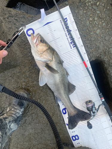 スズキの釣果
