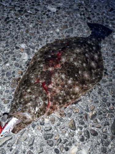 ヒラメの釣果