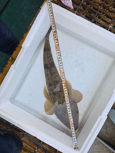 マゴチの釣果