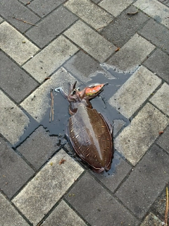 モンゴウイカの釣果