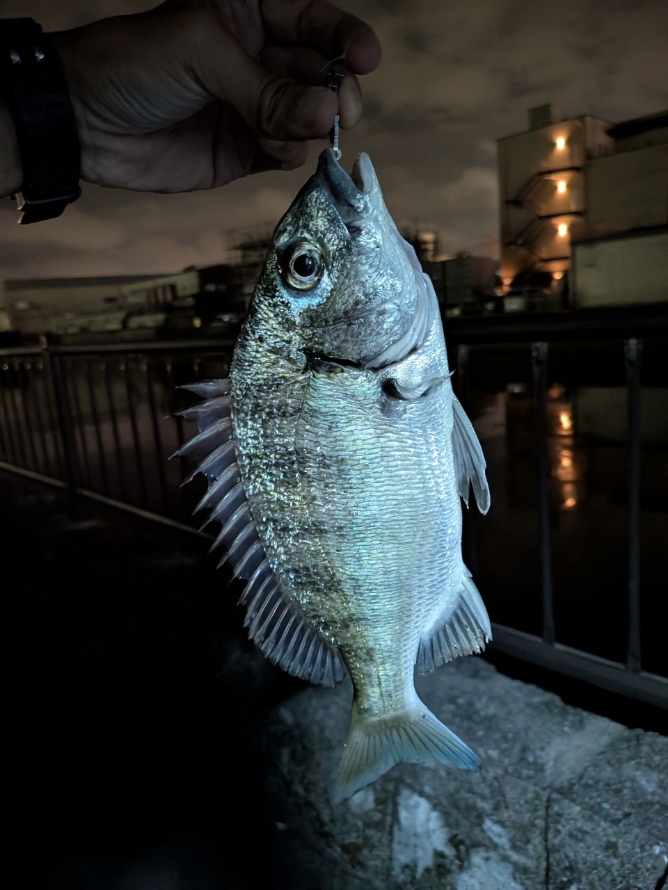 チヌの釣果写真
