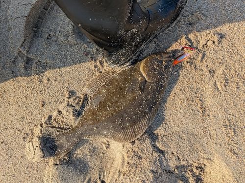 ヒラメの釣果
