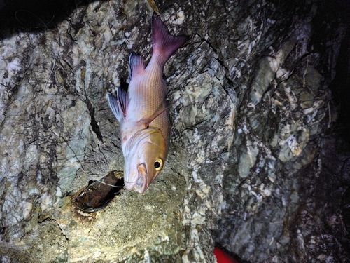 バラフエダイの釣果