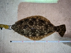 ヒラメの釣果