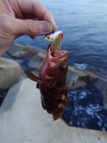キジハタの釣果