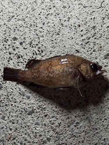 メバルの釣果