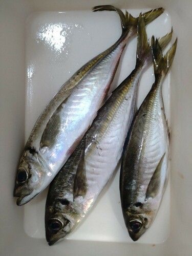 マアジの釣果