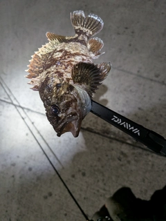 ソイの釣果