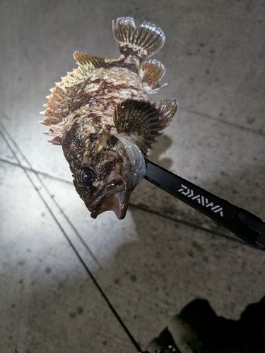 ソイの釣果