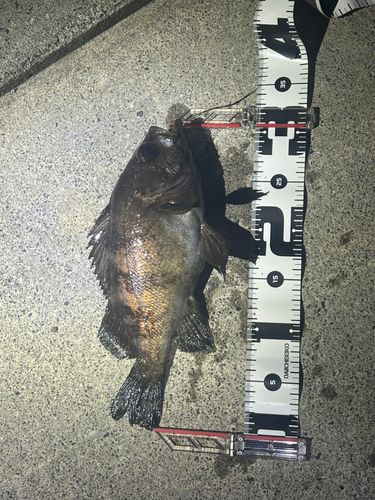シロメバルの釣果