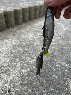コイの釣果