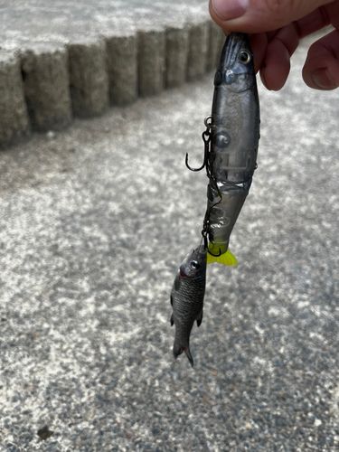 コイの釣果
