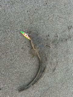 コチの釣果