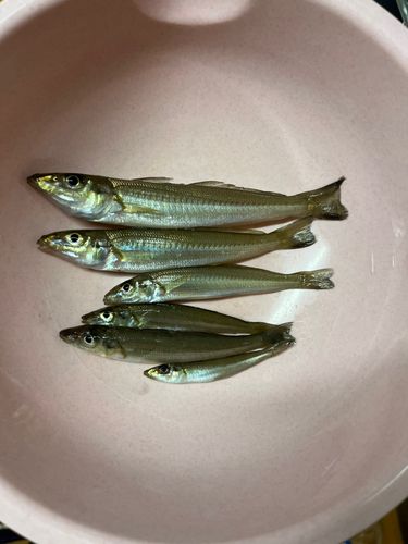 シロギスの釣果