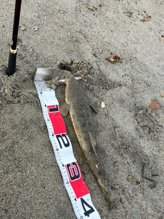 マゴチの釣果
