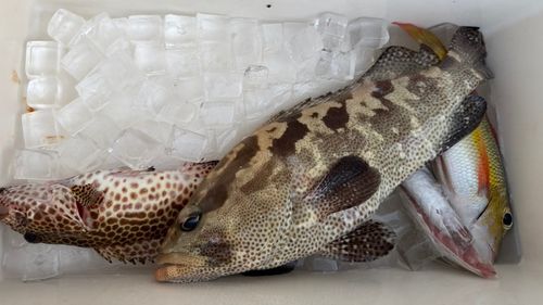 マダラハタの釣果