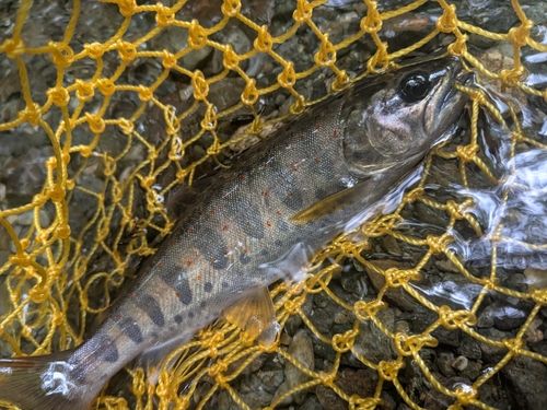 アマゴの釣果