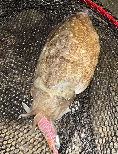 コウイカの釣果