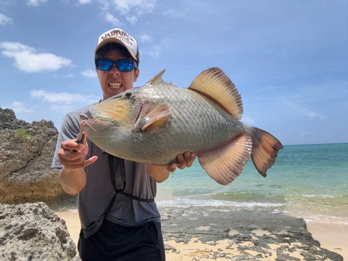 ゴマモンガラの釣果