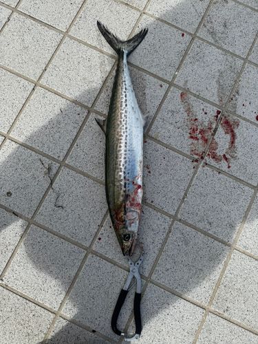 サゴシの釣果