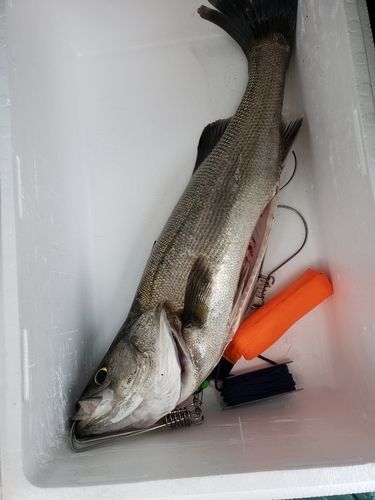 スズキの釣果