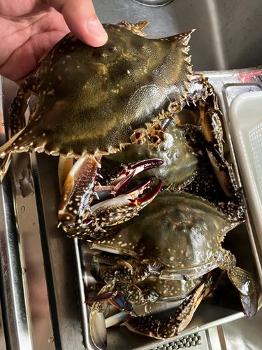 ワタリガニの釣果