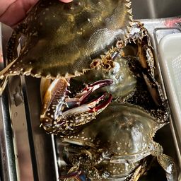 石狩放水路マニア さんの 2026年06月03日のワタリガニの釣り・釣果情報