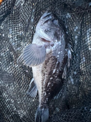 クロソイの釣果