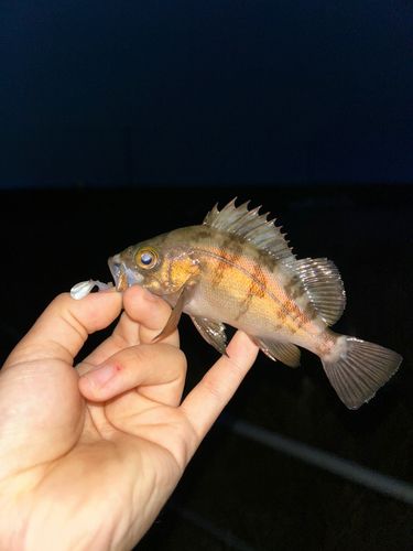 メバルの釣果