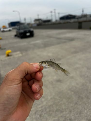 スズキの釣果