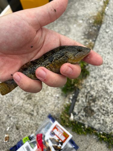 アイナメの釣果