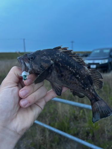 クロソイの釣果